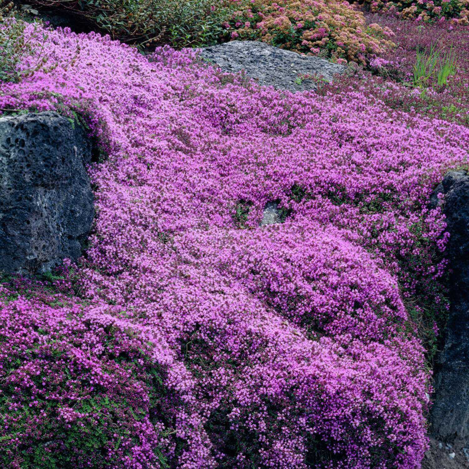 Nummiajuruoho 'Coccineus' (Thymus praecox)